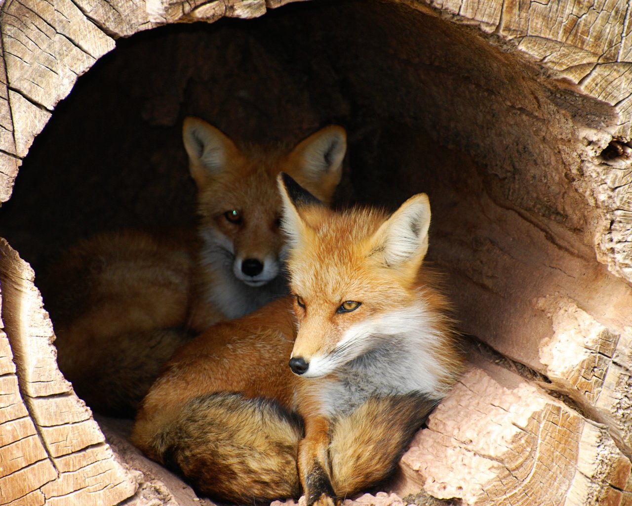 Обои ствол, жилье, бревно, лисицы, лисы, укрытие, trunk, housing, log, foxes, fox, shelter разрешение 3872x2592 Загрузить