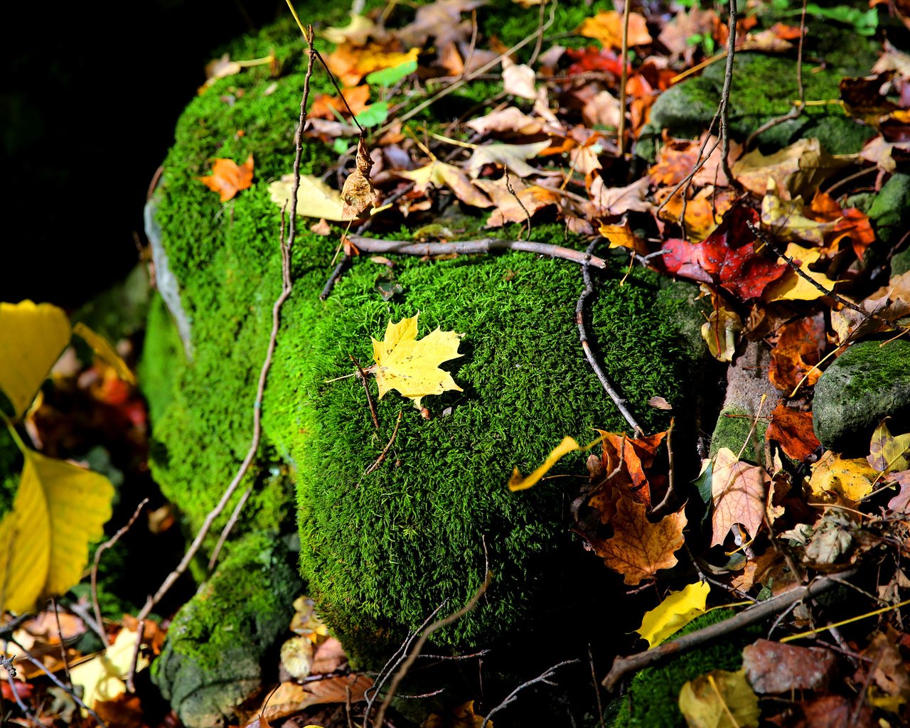 Обои природа, листья, ветки, осень, камень, мох, осенние листья, nature, leaves, branches, autumn, stone, moss, autumn leaves разрешение 2048x1365 Загрузить