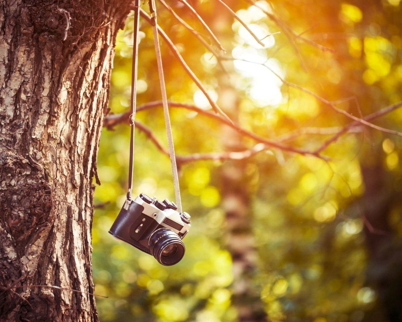 Обои солнце, природа, дерево, фотоаппарат, камера, the sun, nature, tree, the camera, camera разрешение 2500x1600 Загрузить