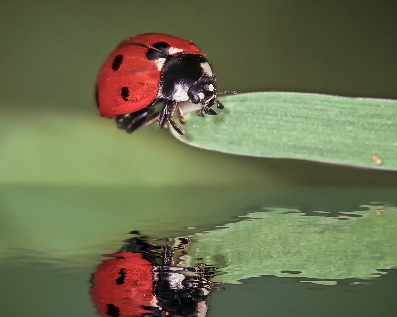 Обои вода, природа, жук, макро, насекомое, отражение, фон, божья коровка, water, nature, beetle, macro, insect, reflection, background, ladybug разрешение 1920x1280 Загрузить