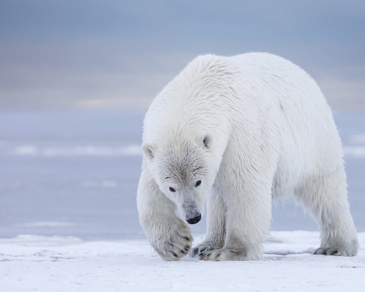 Обои полярный медведь, медведь, белый медведь, аляска, polar bear, bear, alaska разрешение 2048x1461 Загрузить