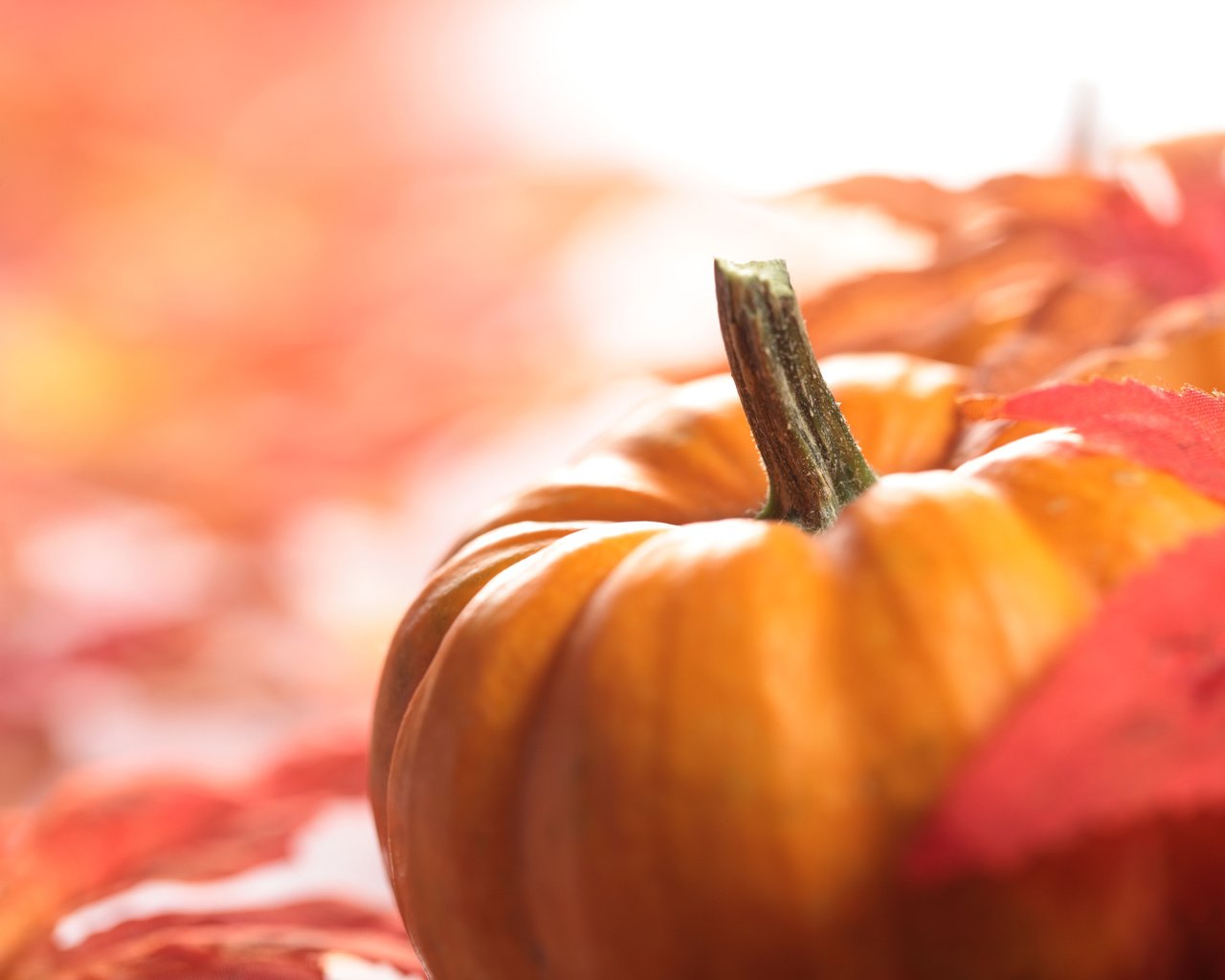 Обои листва, осень, урожай, овощи, тыква, foliage, autumn, harvest, vegetables, pumpkin разрешение 5616x3744 Загрузить