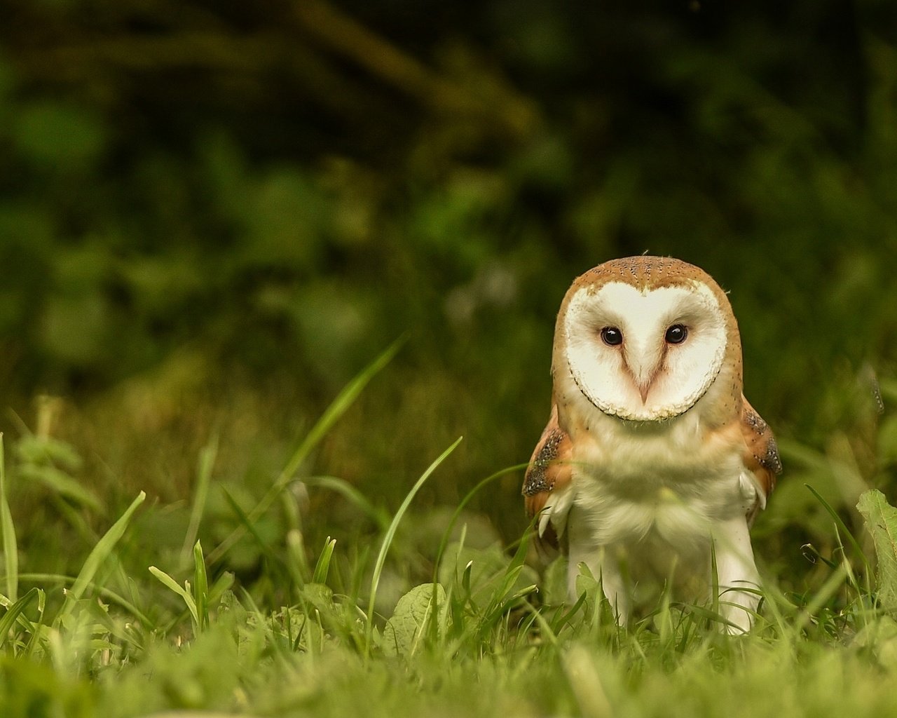 Обои глаза, трава, сова, взгляд, птица, сипуха, eyes, grass, owl, look, bird, the barn owl разрешение 2048x1280 Загрузить