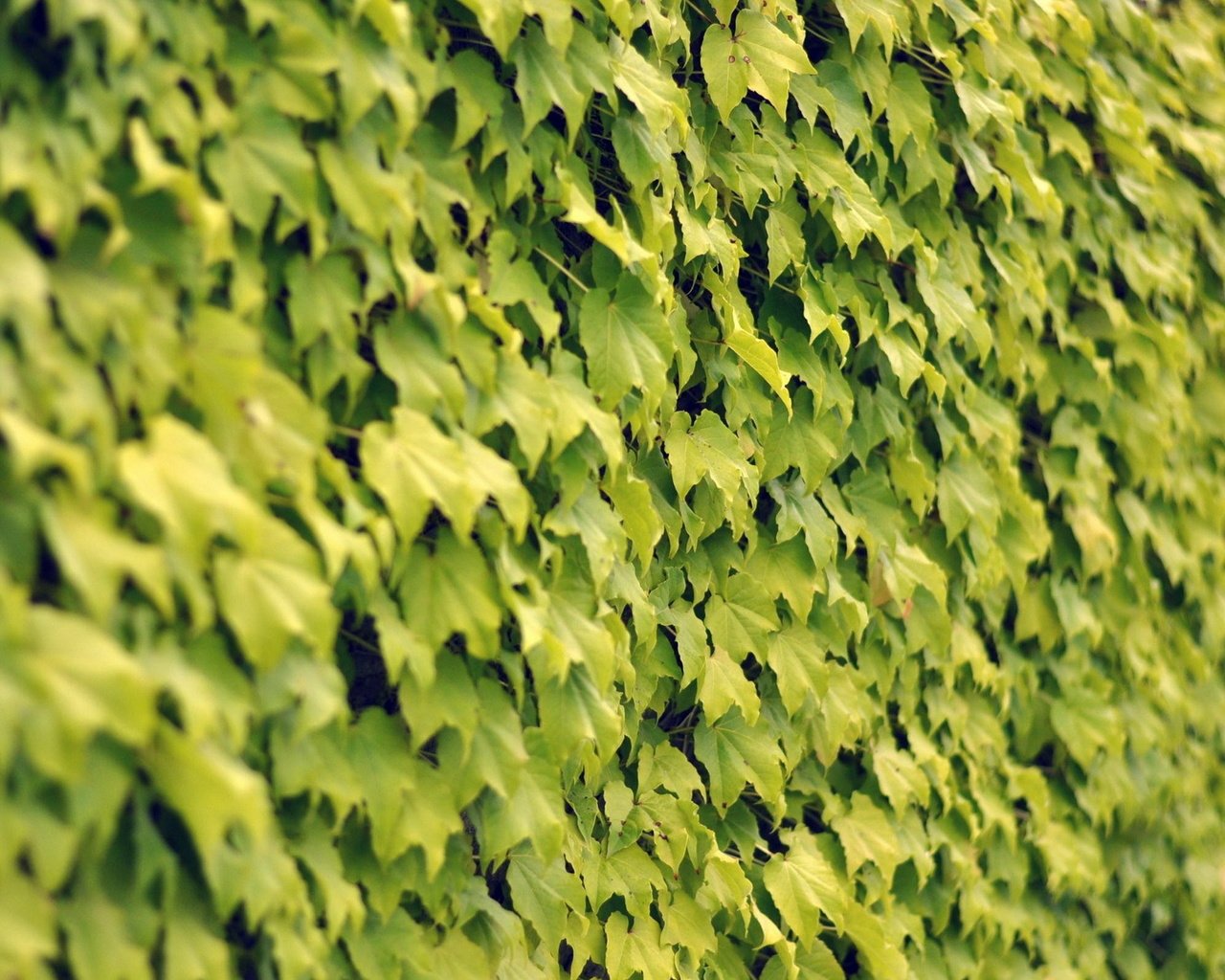 Обои текстура, листья, стена, texture, leaves, wall разрешение 1920x1200 Загрузить