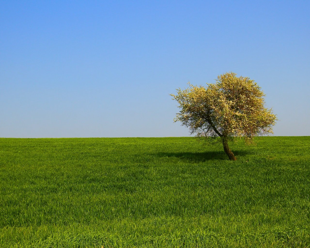 Обои трава, дерево, пейзаж, поле, grass, tree, landscape, field разрешение 2650x1506 Загрузить