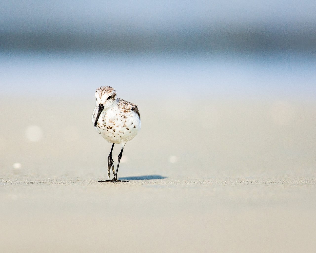 Обои солнце, песок, пляж, лето, птица, боке, the sun, sand, beach, summer, bird, bokeh разрешение 2048x1366 Загрузить