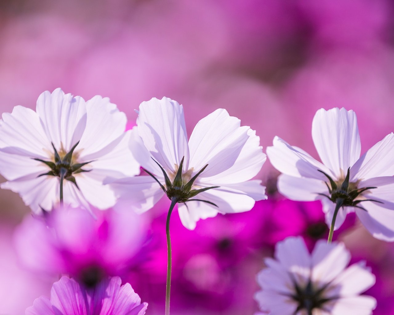 Обои цветы, макро, лепестки, космея, flowers, macro, petals, kosmeya разрешение 5400x3476 Загрузить