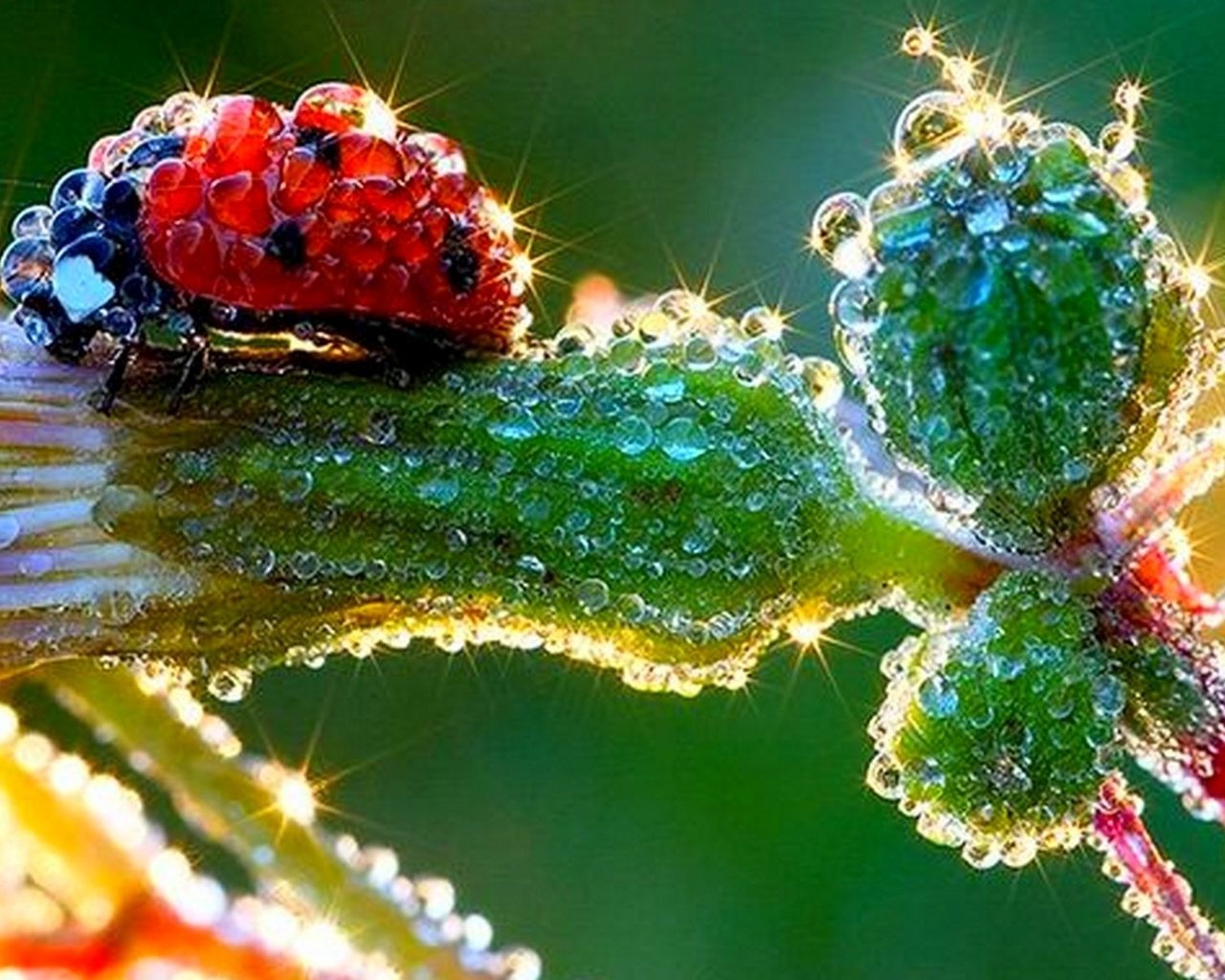 Обои божья коровка, капельки росы, ladybug, drops of dew разрешение 1920x1200 Загрузить