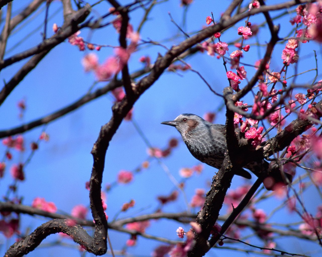 Обои небо, цветы, дерево, птица, весна, the sky, flowers, tree, bird, spring разрешение 2880x1620 Загрузить