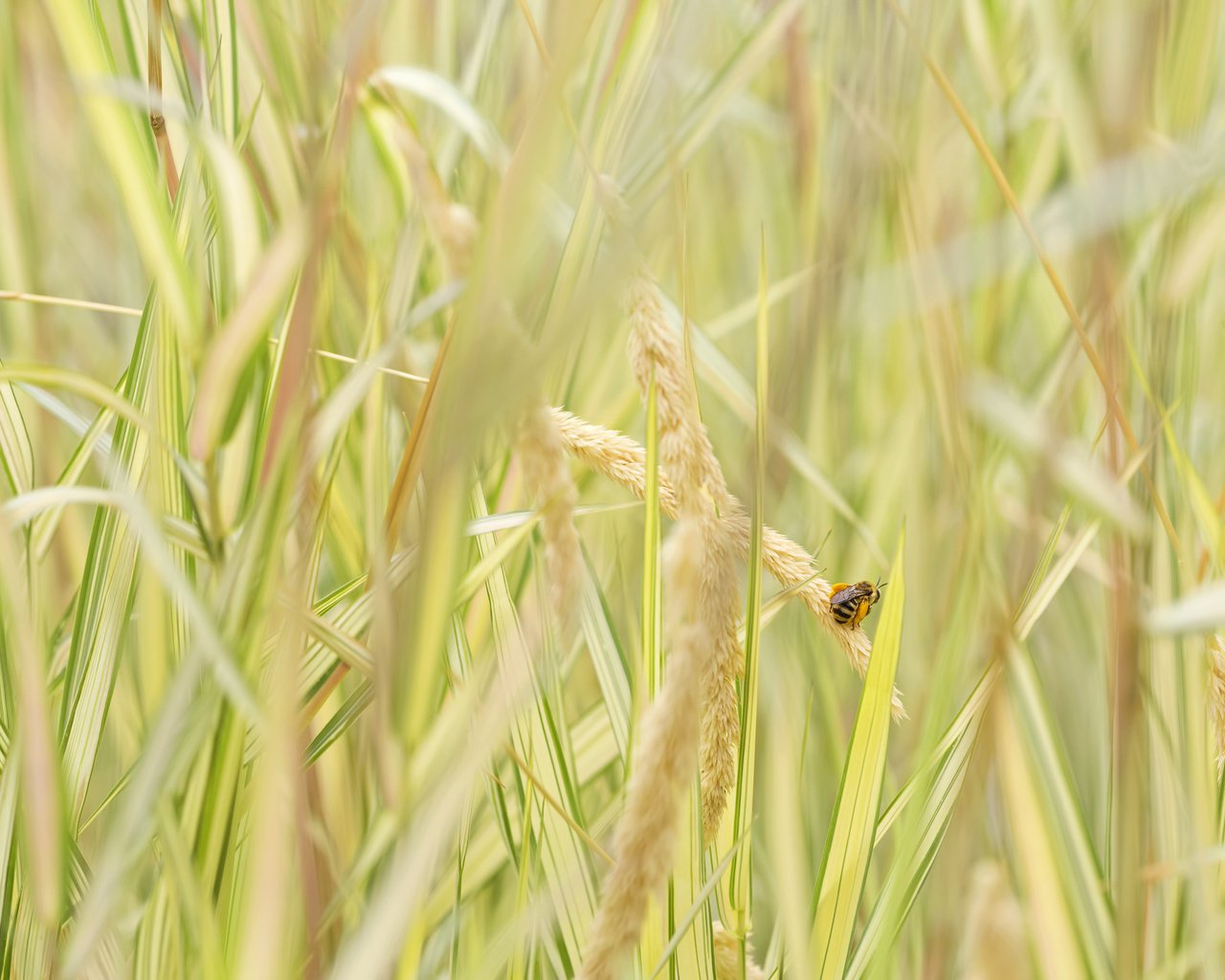 Обои трава, насекомое, колоски, пчела, grass, insect, spikelets, bee разрешение 2048x1365 Загрузить