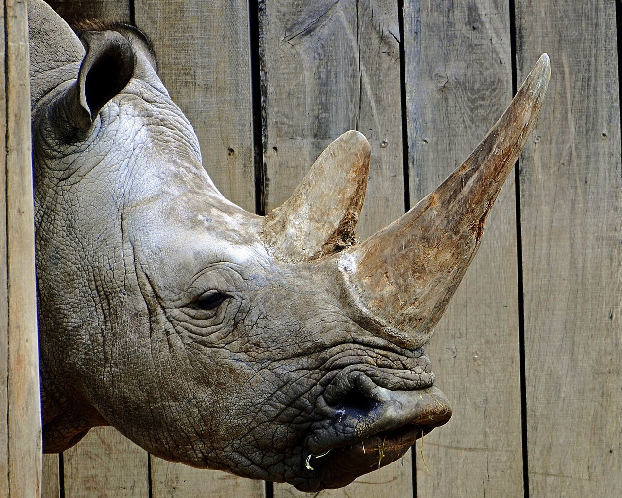 Обои морда, фон, носорог, зоопарк, face, background, rhino, zoo разрешение 1920x1200 Загрузить