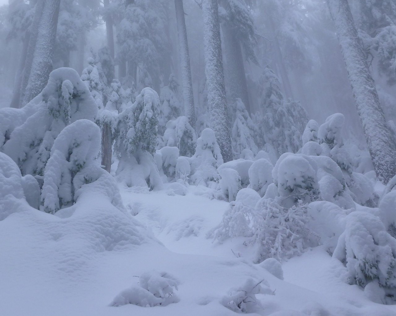 Обои снег, лес, зима, ванкувер, канада, сугробы, британская колумбия, snow, forest, winter, vancouver, canada, the snow, british columbia разрешение 2562x1440 Загрузить