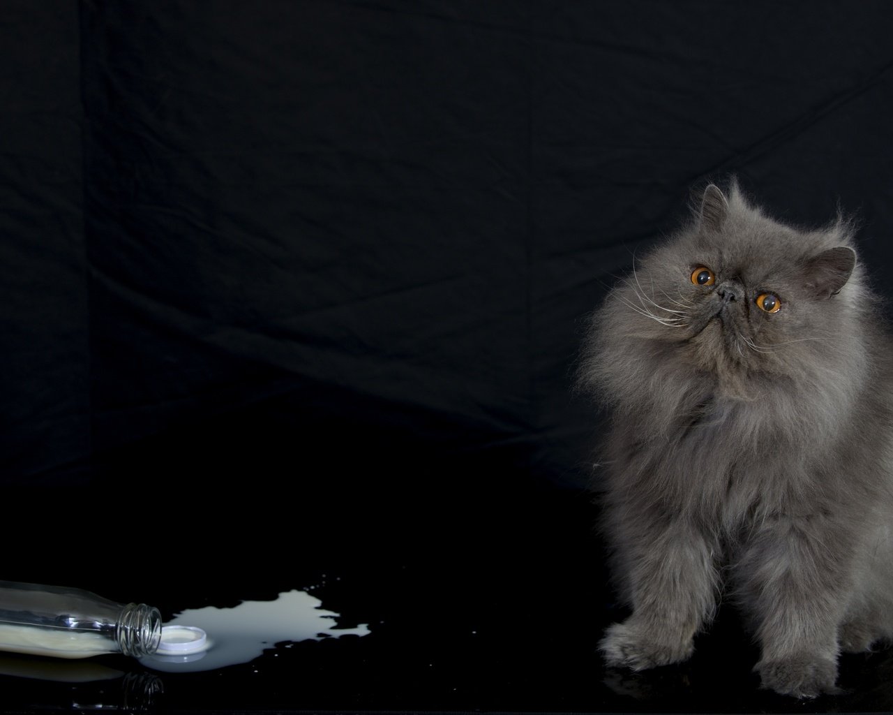 Обои кот, пушистый, бутылка, молоко, персидская кошка, cat, fluffy, bottle, milk, persian cat разрешение 2880x1922 Загрузить