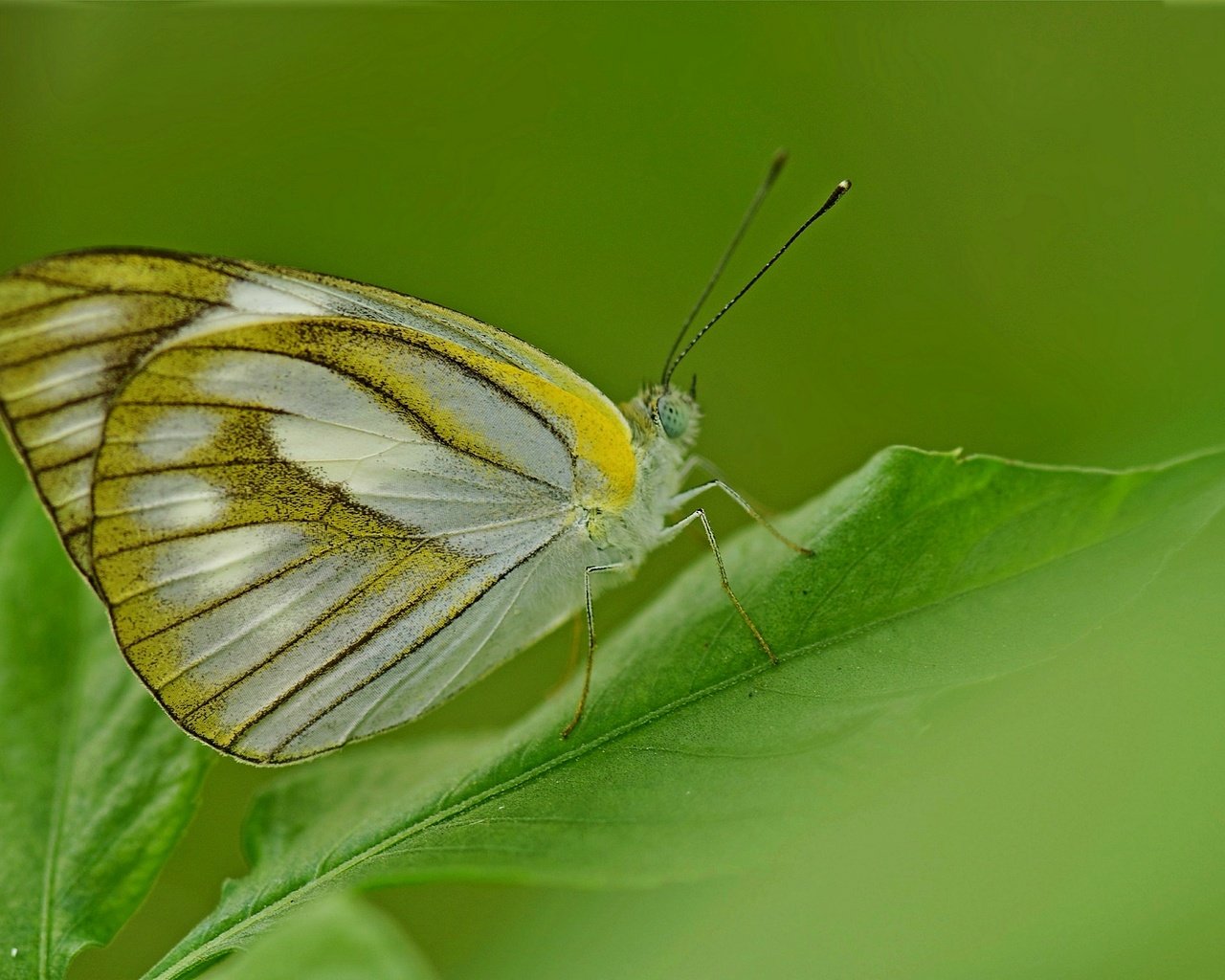 Обои насекомое, бабочка, крылья, лист, растение, insect, butterfly, wings, sheet, plant разрешение 2048x1360 Загрузить