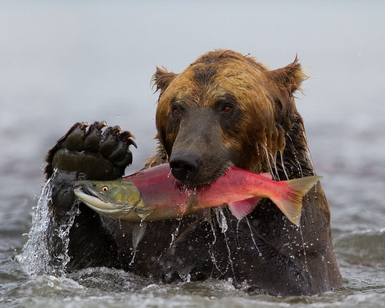 Обои вода, медведь, камчатка, рыба, гризли, улов, нерка, water, bear, kamchatka, fish, grizzly, catch, sockeye разрешение 1920x1200 Загрузить