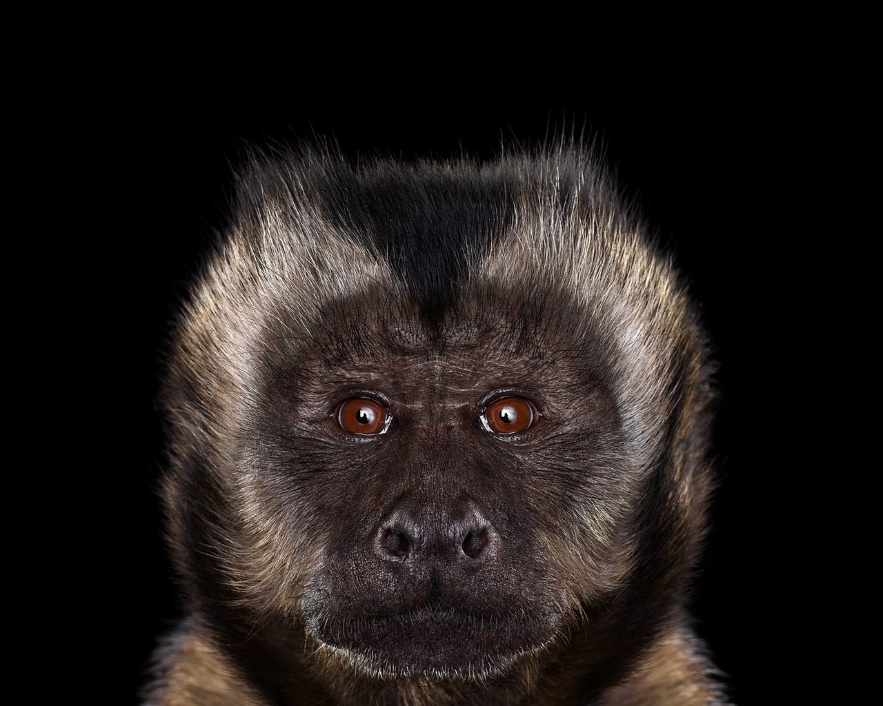 Обои фон, взгляд, черный фон, обезьяна, примат, capuchin monkey, капуцин, background, look, black background, monkey, the primacy of разрешение 1920x1288 Загрузить