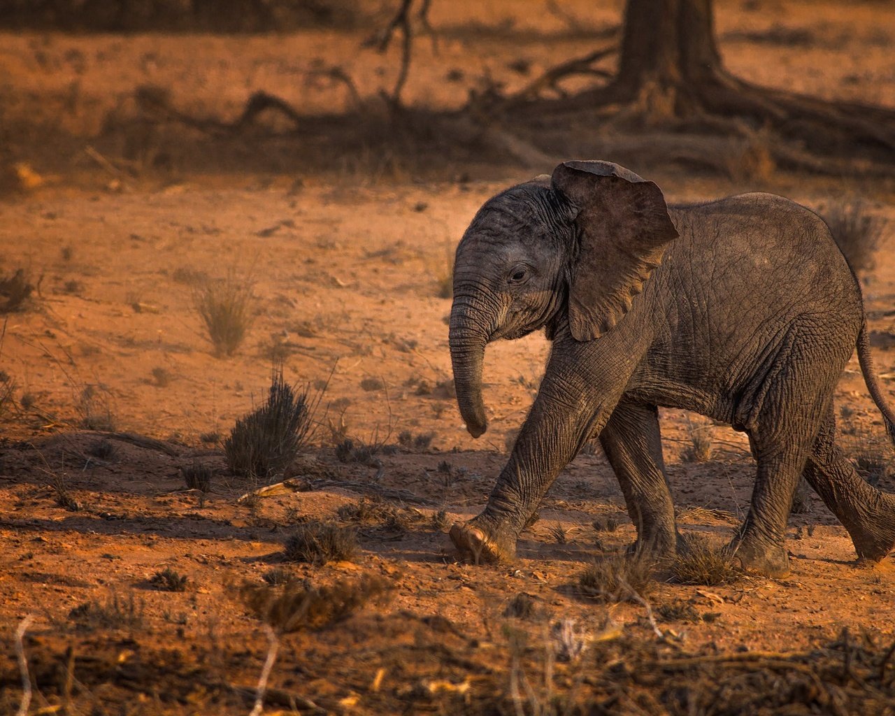 Обои животные, слон, слоненок, животно е, слоники, animals, elephant, elephants разрешение 2000x1329 Загрузить