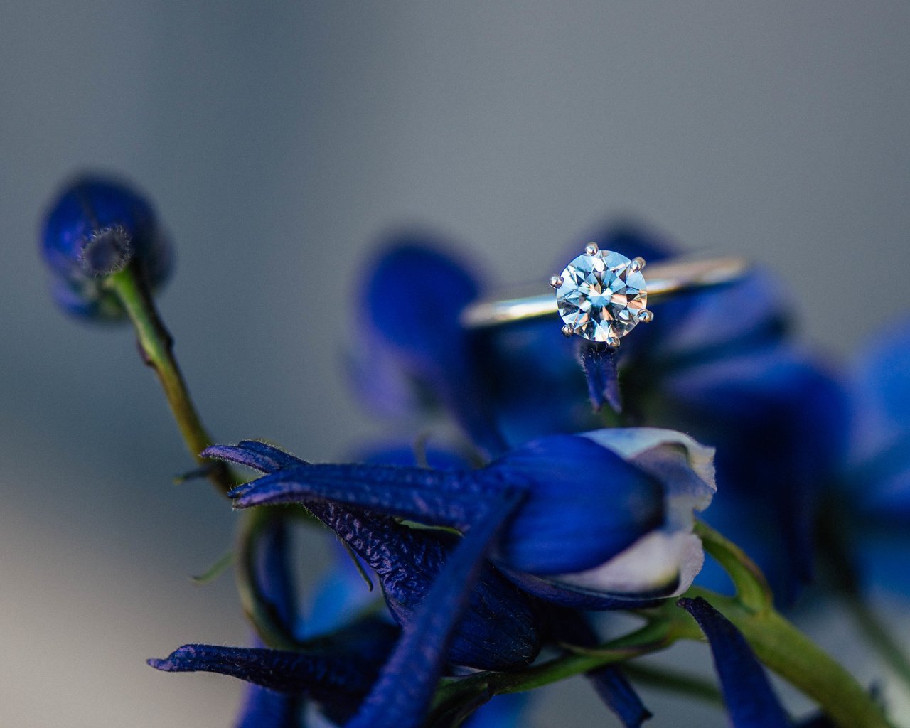 Обои цветы, лепестки, камень, кольцо, синие, обручальное, flowers, petals, stone, ring, blue, wedding разрешение 5224x3487 Загрузить