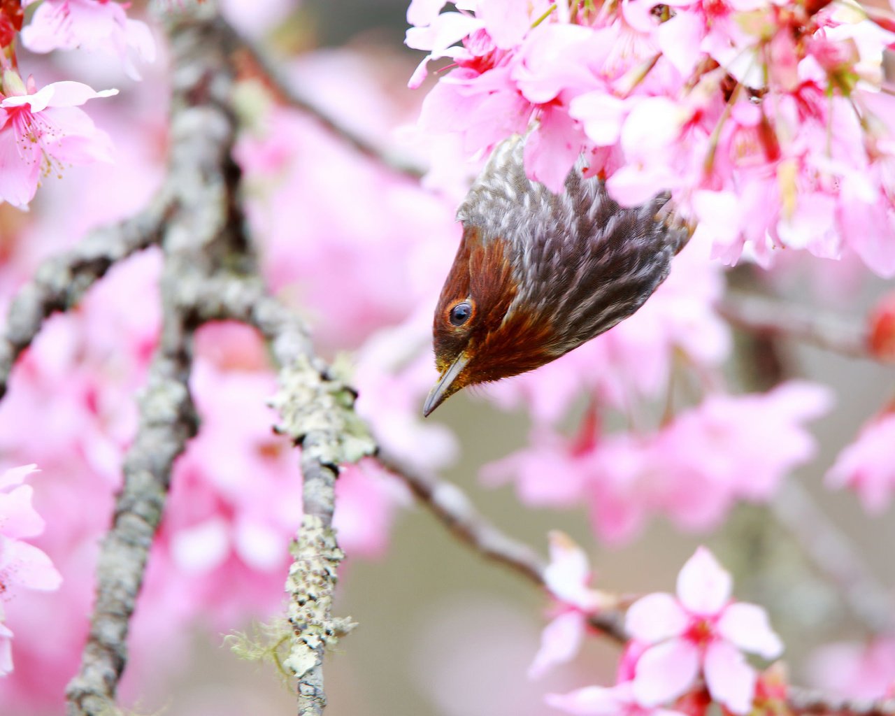 Обои дерево, цветение, птица, весна, tree, flowering, bird, spring разрешение 2048x1365 Загрузить