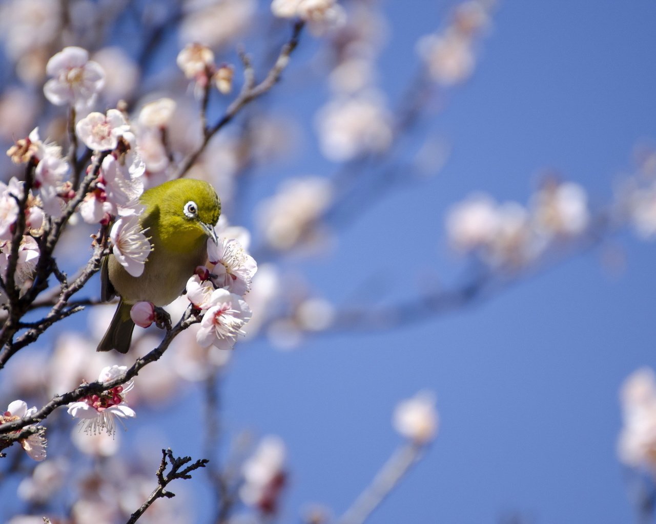 Обои дерево, птица, весна, белоглазка, tree, bird, spring, white-eyed разрешение 2048x1356 Загрузить