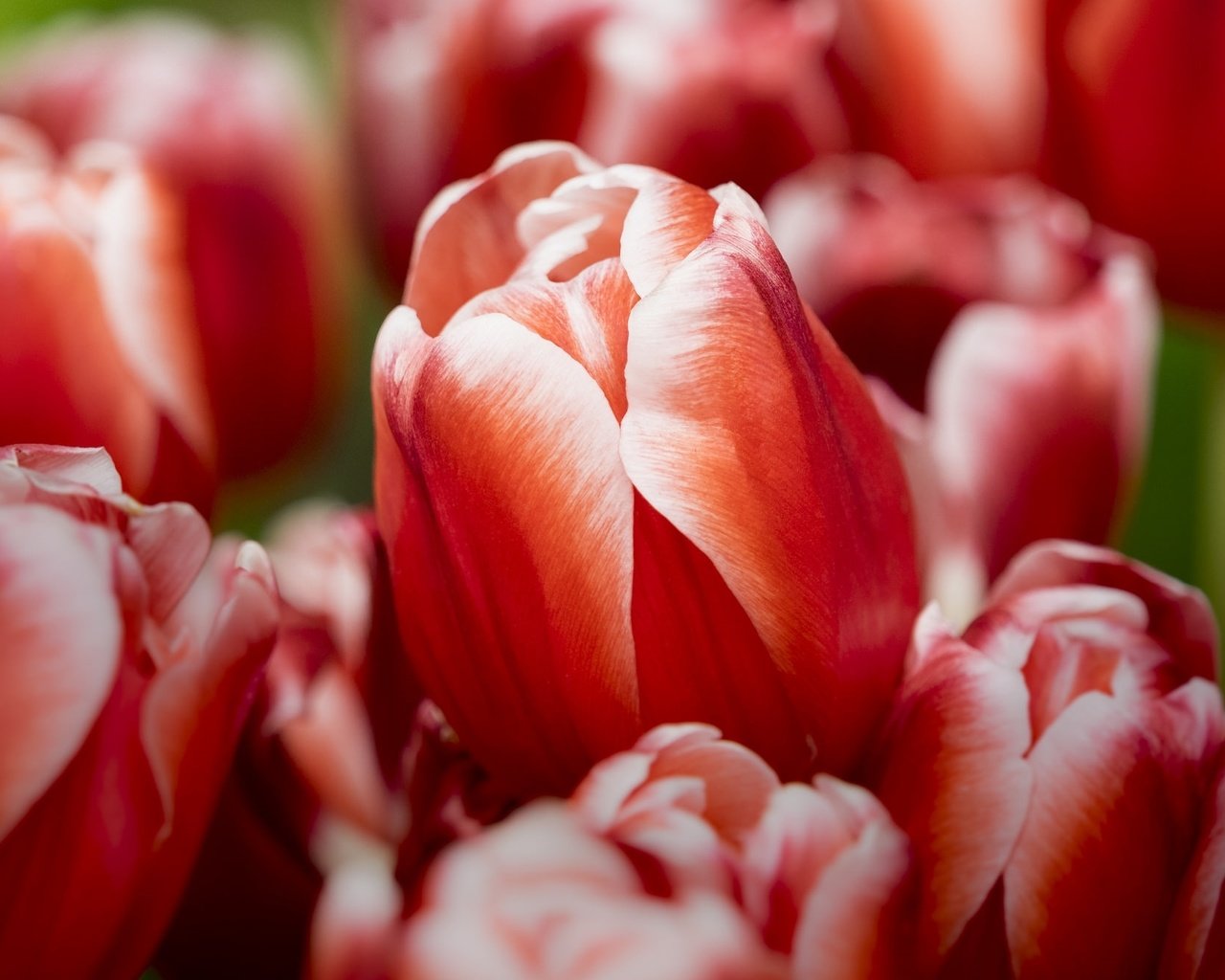 Обои бутоны, макро, тюльпаны, buds, macro, tulips разрешение 2048x1325 Загрузить