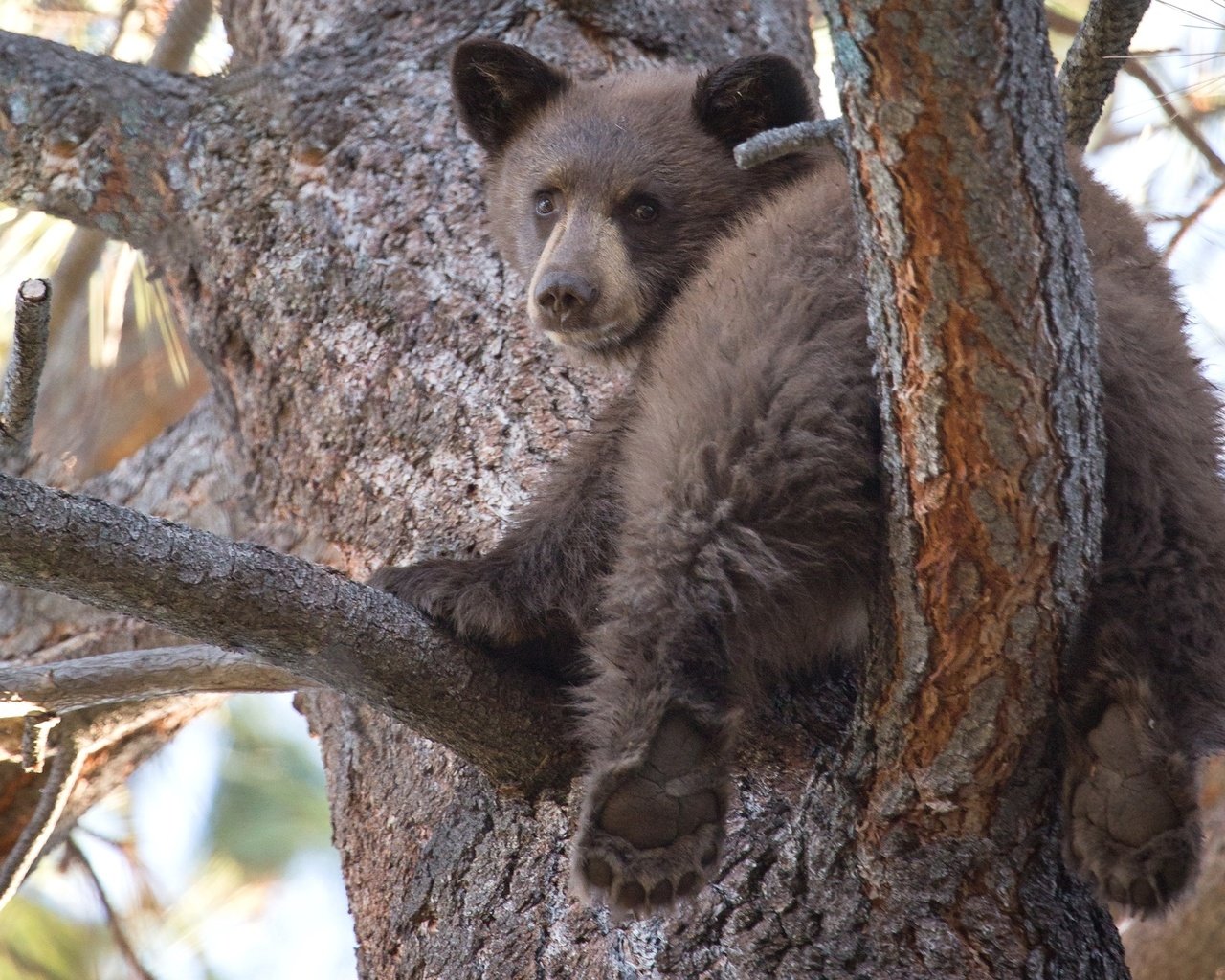 Обои дерево, медведь, мишка, медвежонок, милый, tree, bear, cute разрешение 2048x1364 Загрузить