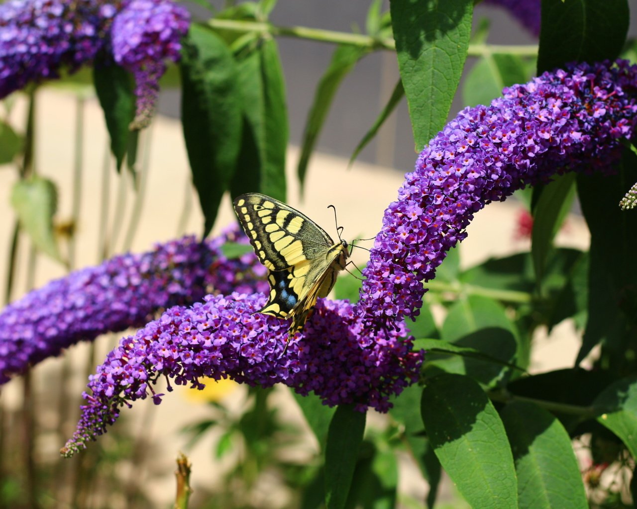 Обои цветы, насекомое, лето, бабочка, flowers, insect, summer, butterfly разрешение 1920x1280 Загрузить