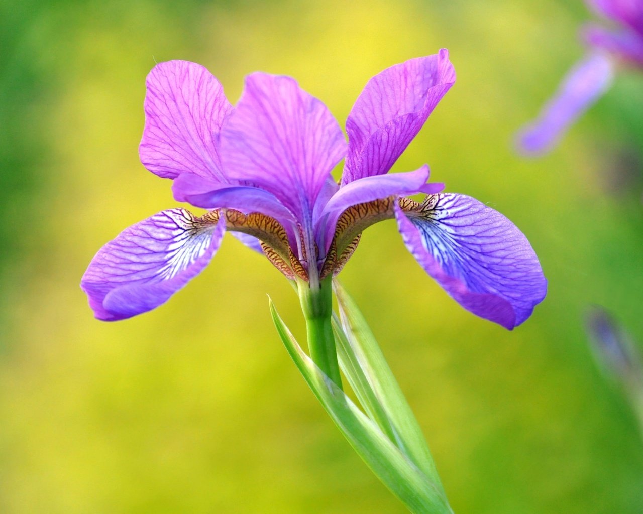 Обои макро, лепестки, фиолетовый, красота, ирис, macro, petals, purple, beauty, iris разрешение 2048x1360 Загрузить