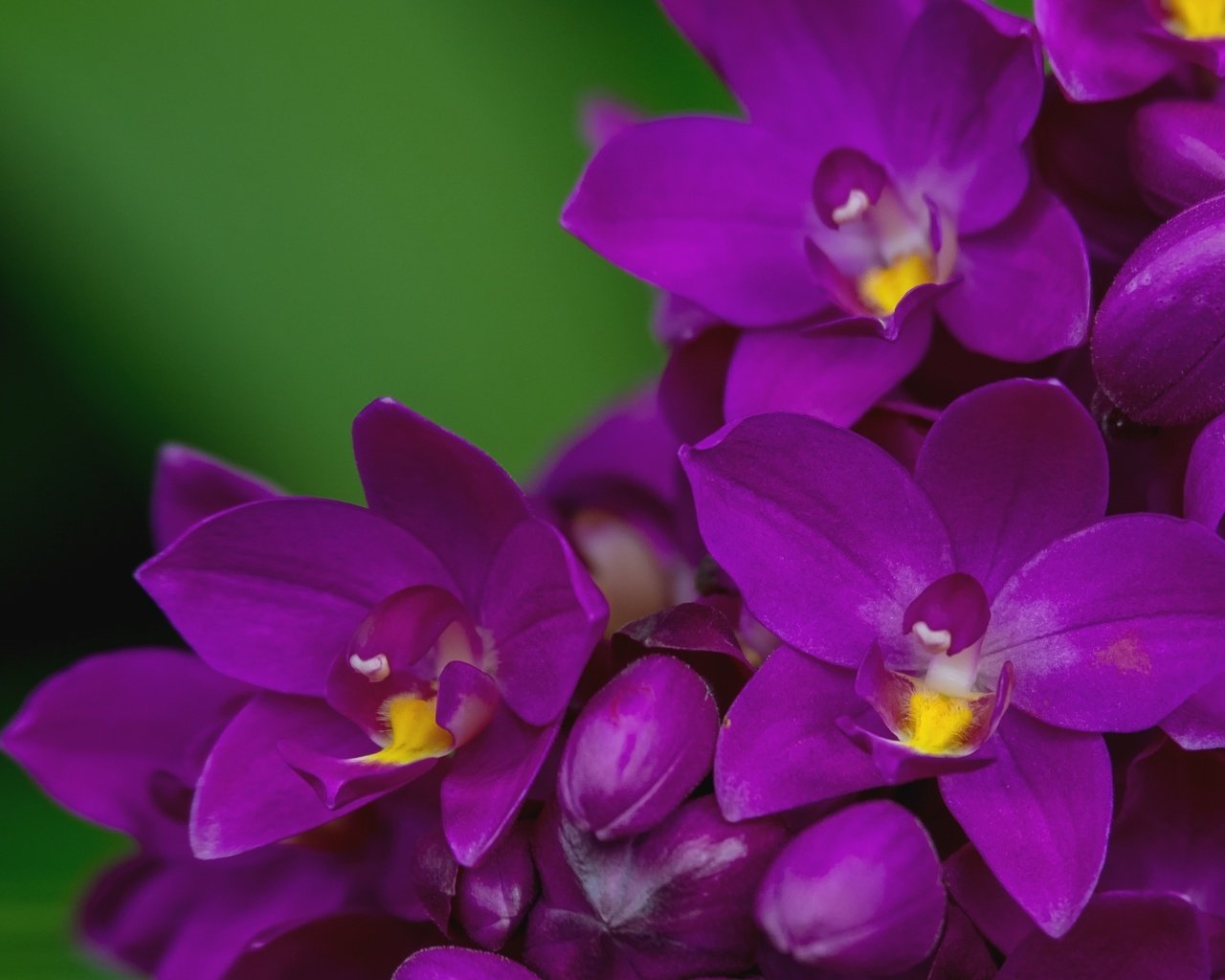 Обои макро, лепестки, лиловый, орхидея, macro, petals, purple, orchid разрешение 2000x1356 Загрузить