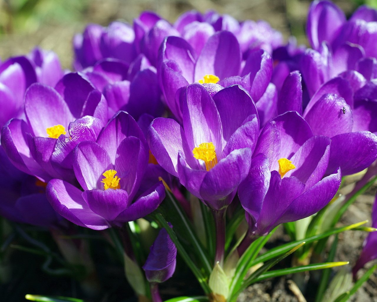 Обои весна, фиолетовые, крокусы, spring, purple, crocuses разрешение 2232x1484 Загрузить