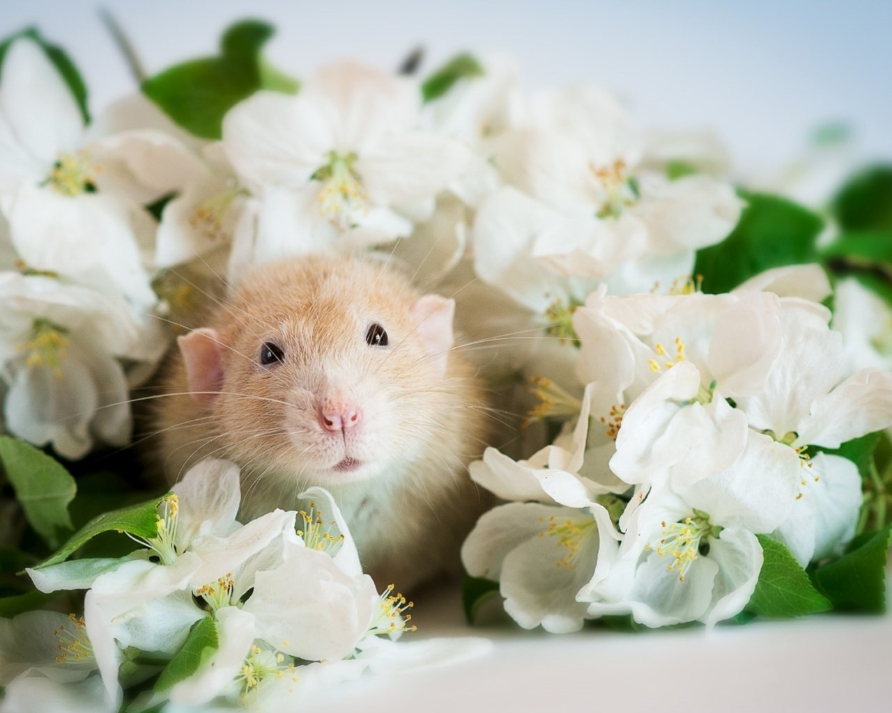 Обои цветы, мордочка, хомяк, flowers, muzzle, hamster разрешение 1920x1285 Загрузить