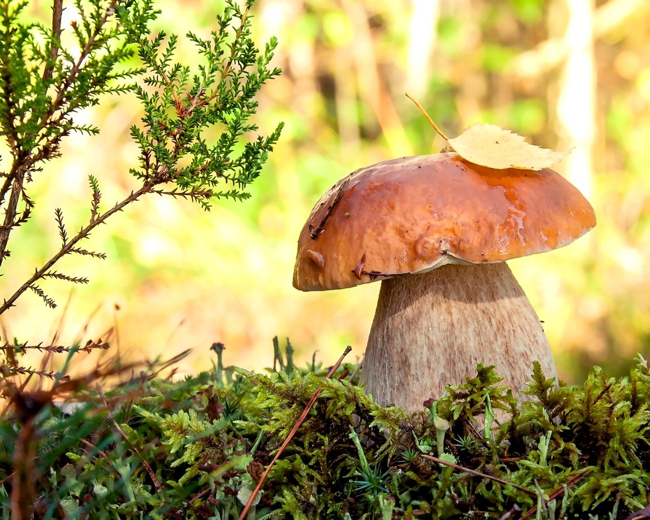 Обои макро, мох, белый гриб, боровик, macro, moss, white mushroom, borovik разрешение 2400x1471 Загрузить