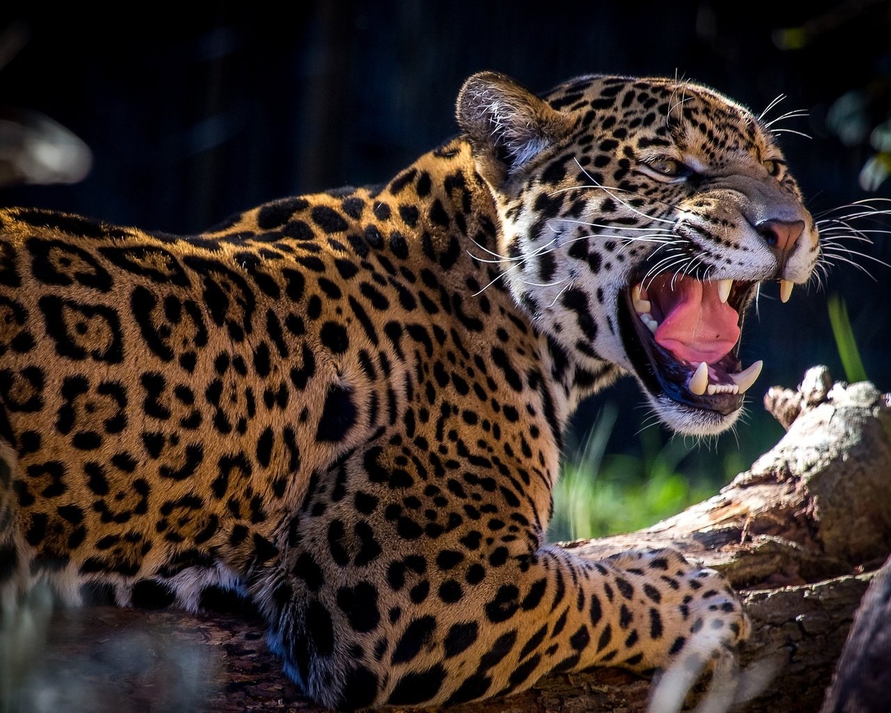 Обои пятна, хищник, ягуар, оскал, рык, spot, predator, jaguar, grin, roar разрешение 2048x1366 Загрузить