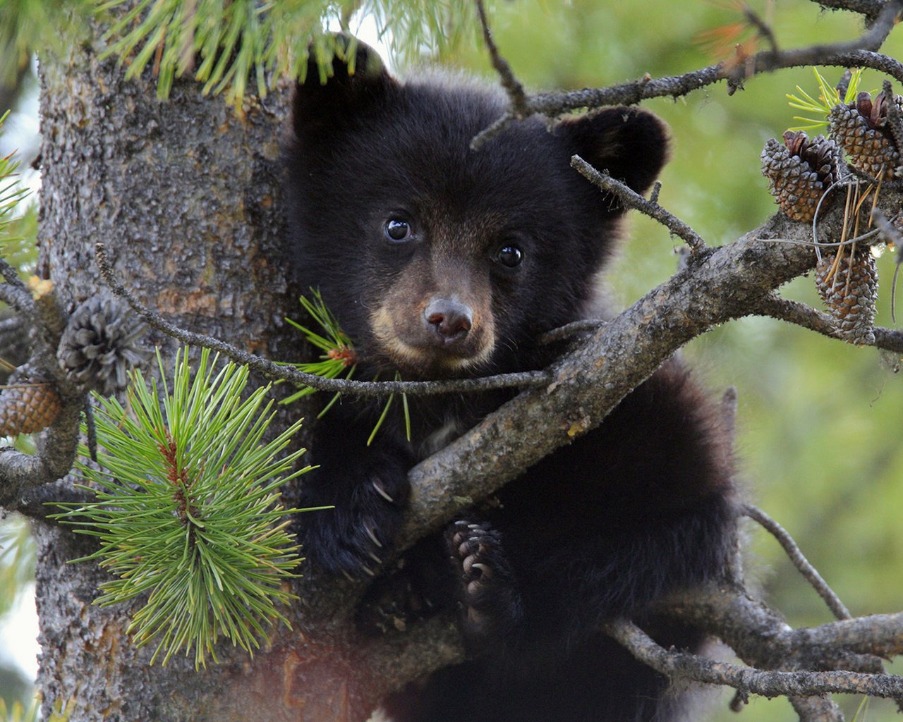 Обои дерево, ветки, медведь, медвежонок, tree, branches, bear разрешение 1920x1200 Загрузить