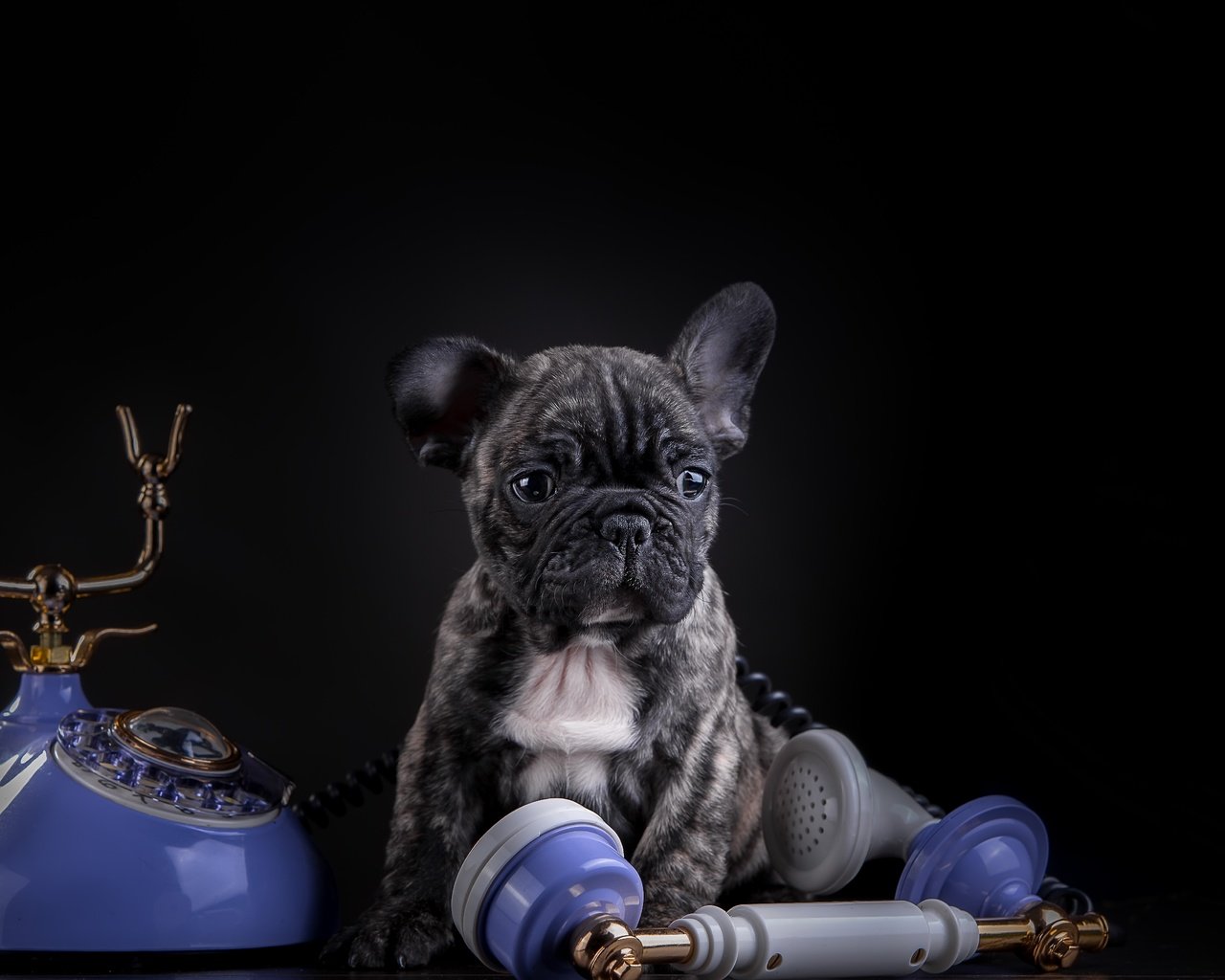 Обои собака, щенок, телефон, французский бульдог, dog, puppy, phone, french bulldog разрешение 5157x3323 Загрузить