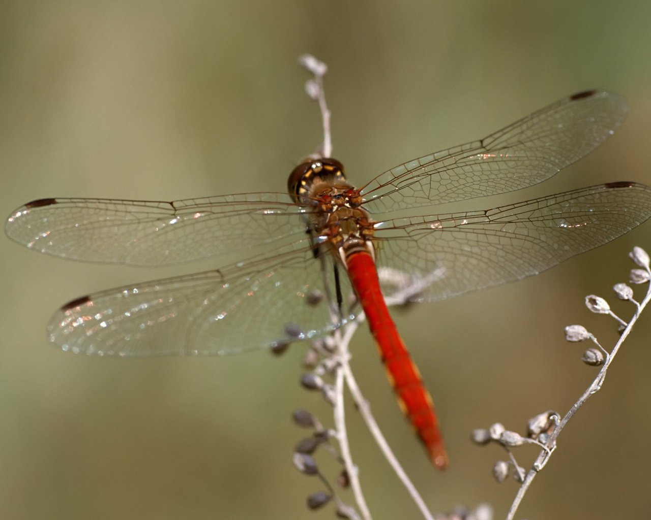 Обои макро, насекомое, стрекоза, растение, macro, insect, dragonfly, plant разрешение 1920x1200 Загрузить