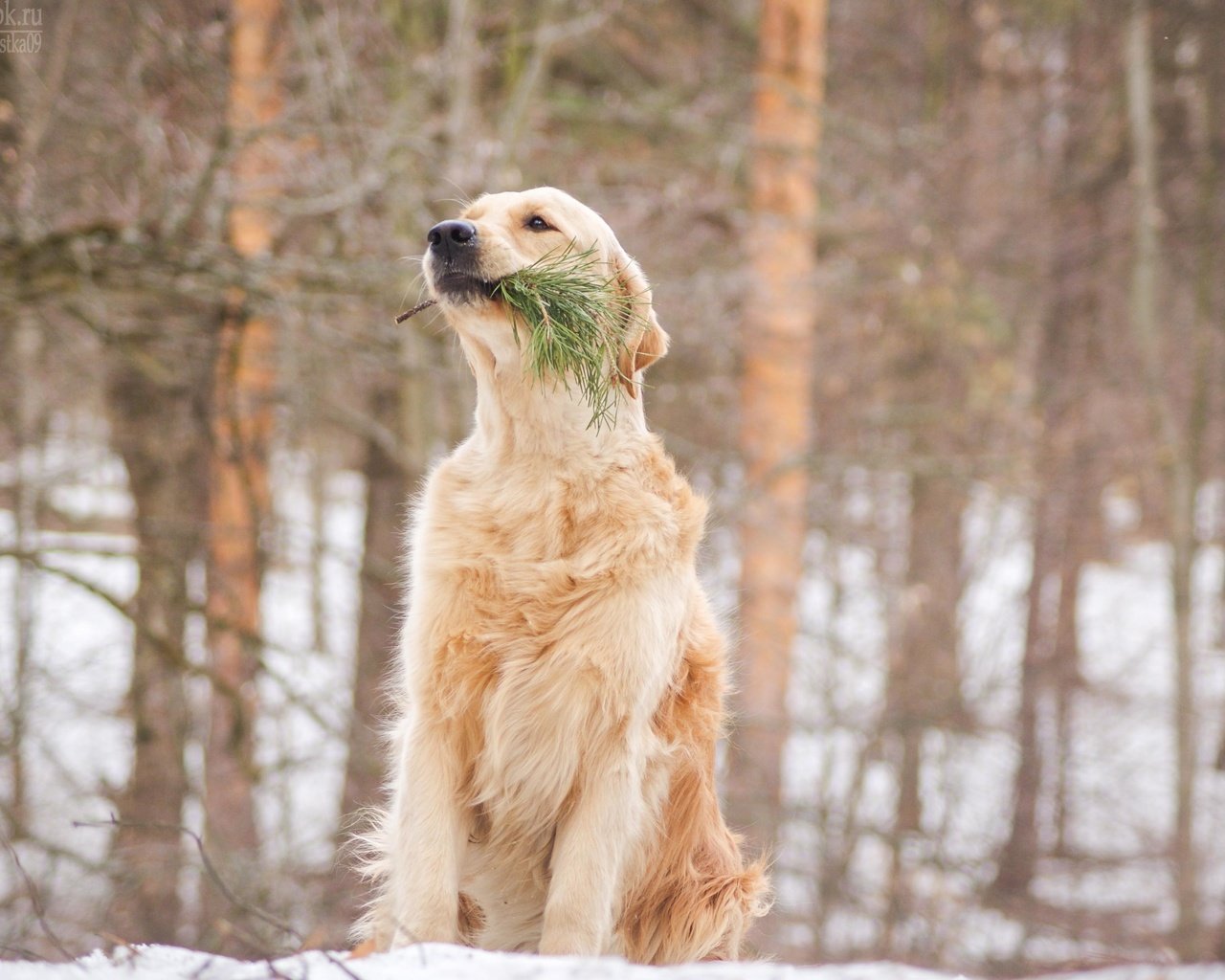 Обои собака, золотистый ретривер, cобака, dog, golden retriever разрешение 3752x2512 Загрузить