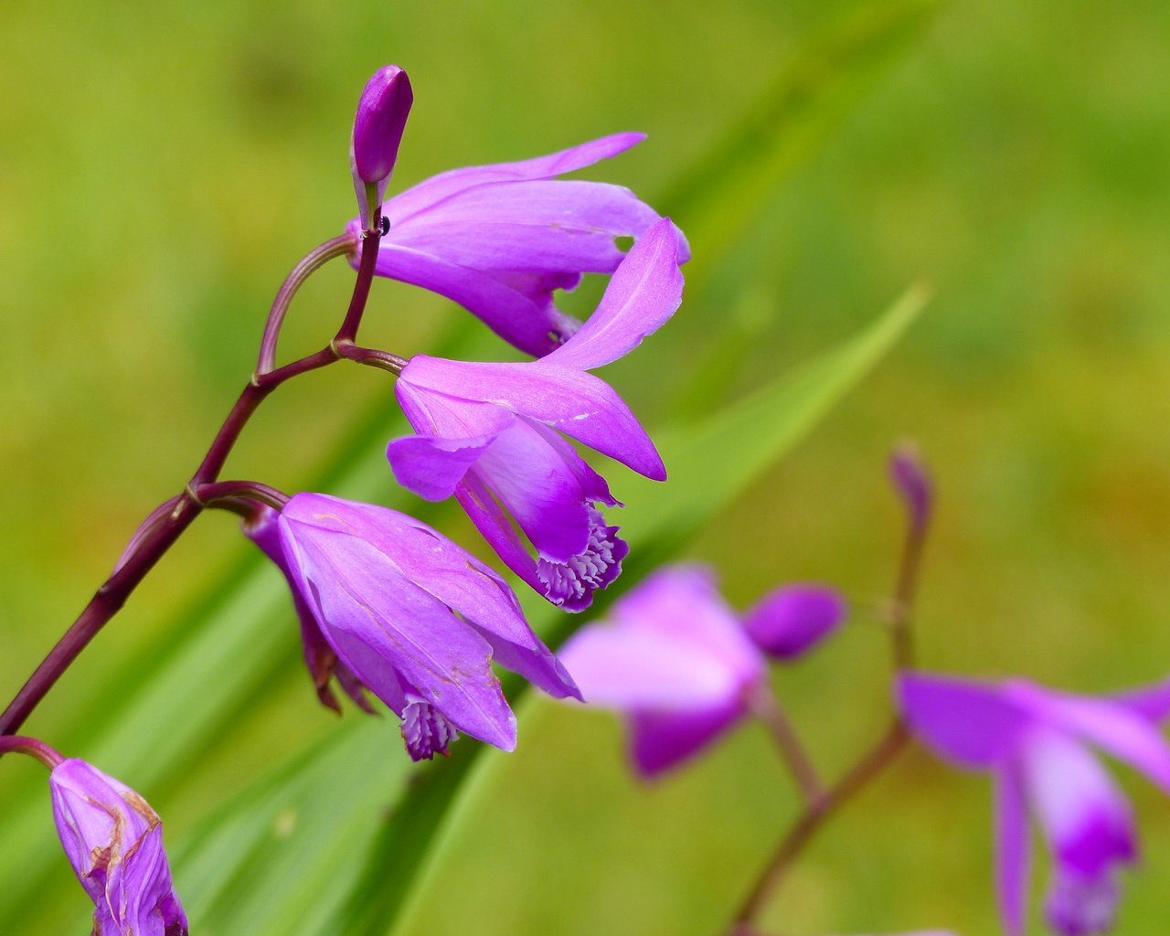 Обои цветы, орхидеи, цветком, orchis laxiflora, болотные, ятрышник, flowers, orchids, flower, marsh, orchis разрешение 4000x3000 Загрузить