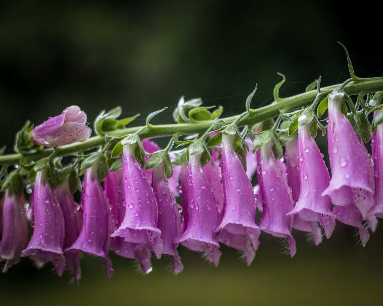 Обои цветы, макро, капли, дигиталис, наперстянка, flowers, macro, drops, digitalis разрешение 2048x1537 Загрузить