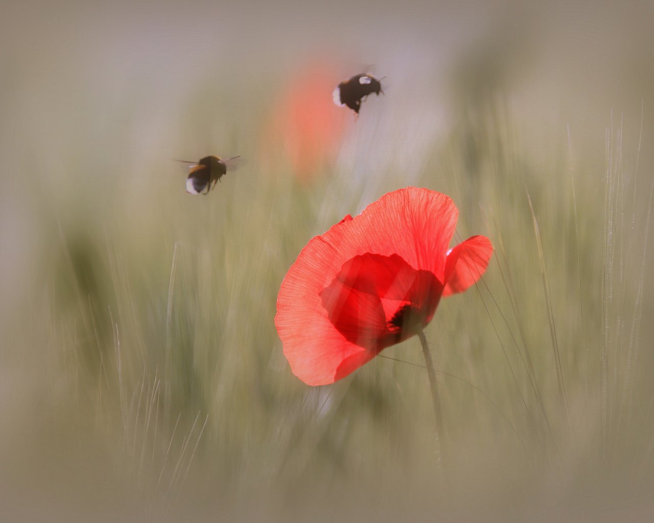 Обои макро, насекомое, цветок, лепестки, мак, шмель, macro, insect, flower, petals, mac, bumblebee разрешение 2048x1365 Загрузить