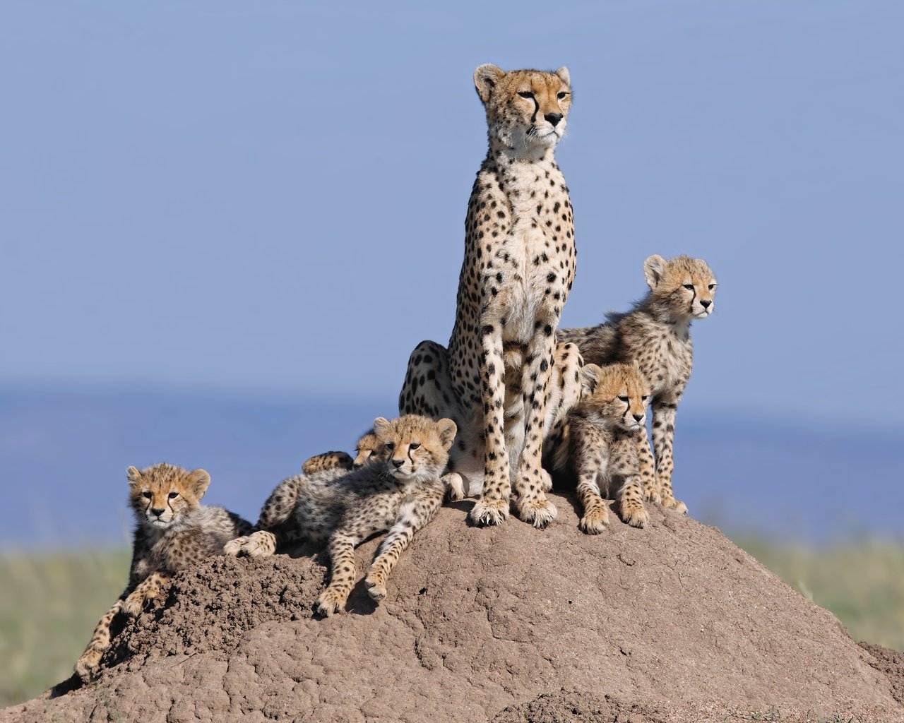 Обои кошки, семья, холм, гепарды, детеныши, семейство, cats, family, hill, cheetahs, cubs разрешение 4668x3117 Загрузить
