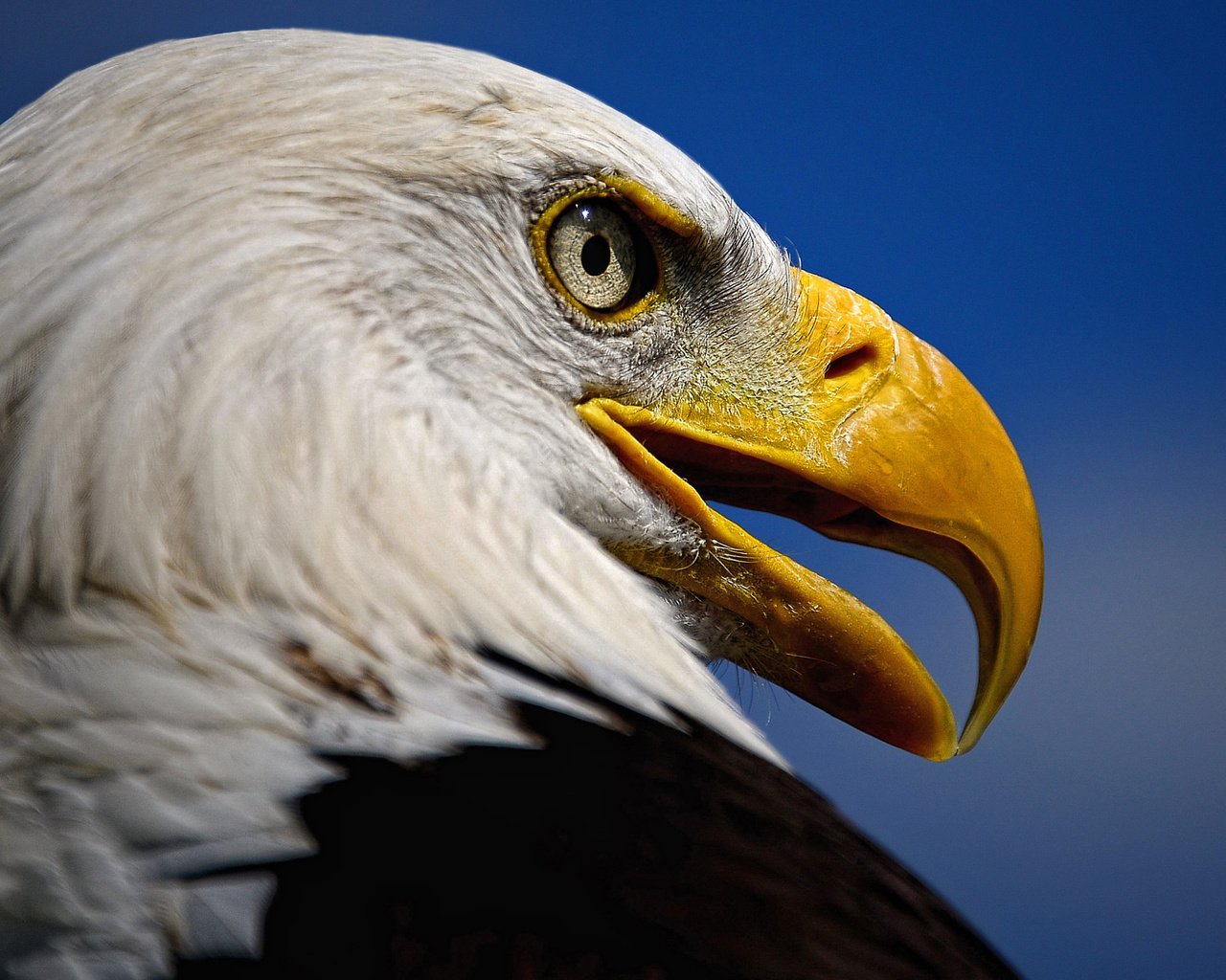 Обои взгляд, орел, хищник, птица, клюв, белоголовый орлан, look, eagle, predator, bird, beak, bald eagle разрешение 3040x1731 Загрузить