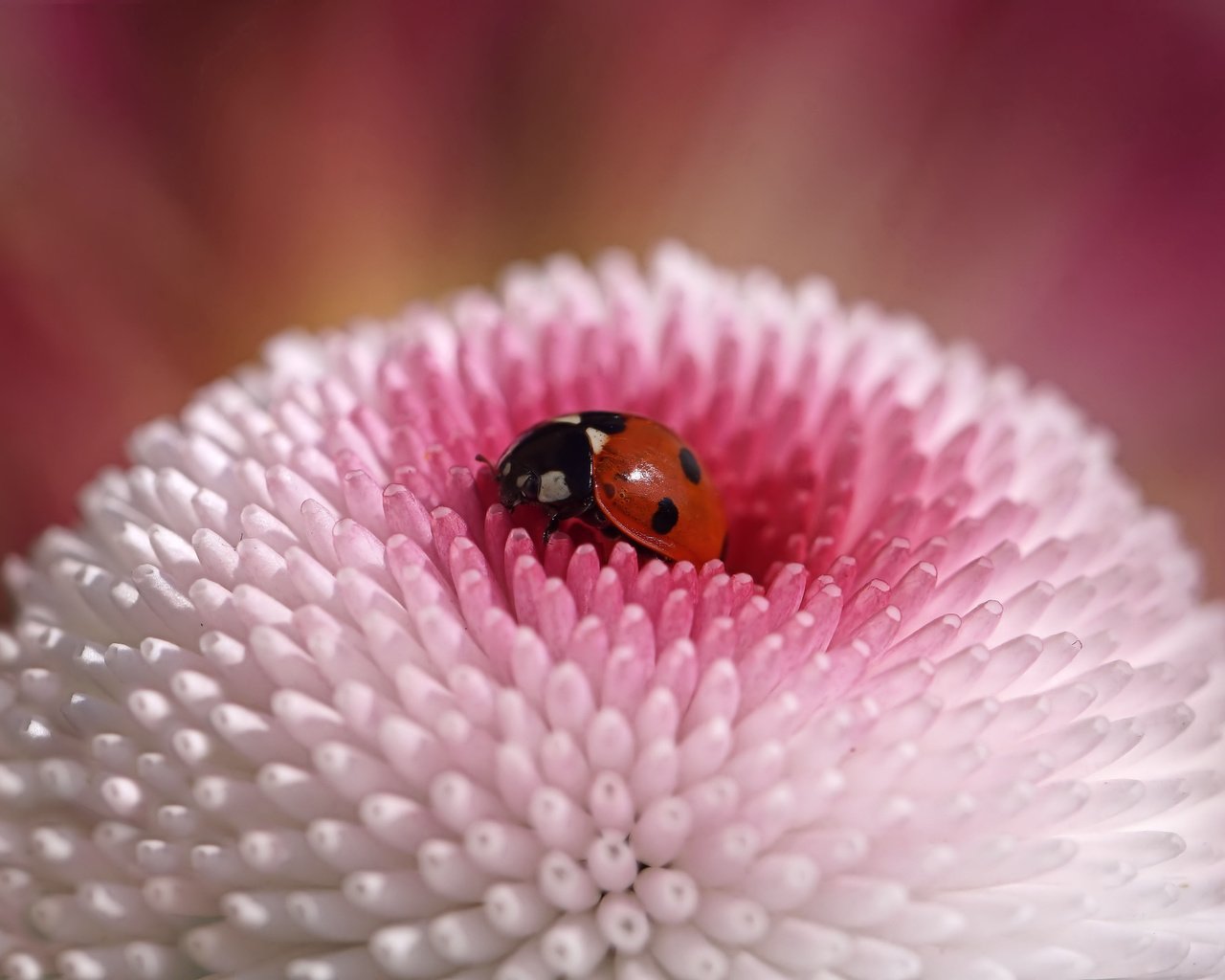 Обои жук, макро, насекомое, цветок, божья коровка, beetle, macro, insect, flower, ladybug разрешение 5456x3064 Загрузить