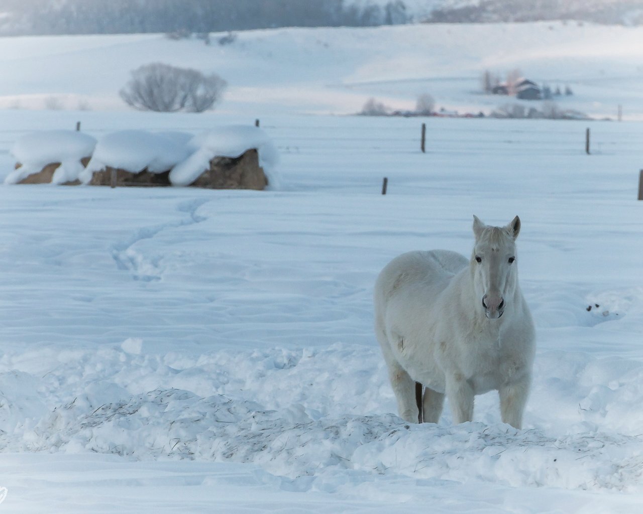 Обои лошадь, снег, природа, зима, конь, horse, snow, nature, winter разрешение 2042x1361 Загрузить