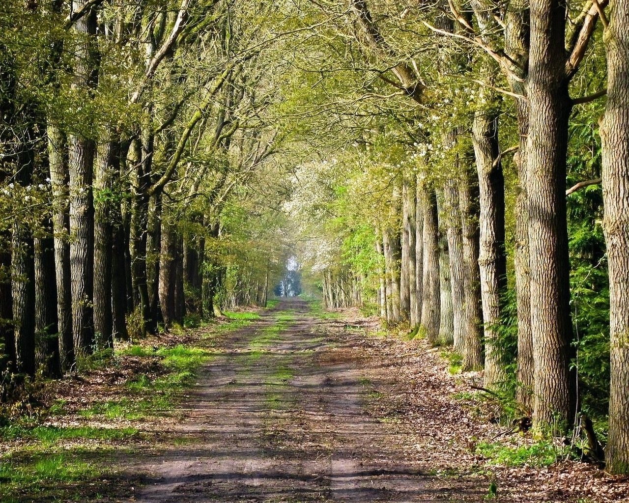 Обои дорога, деревья, лес, road inside trees, road, trees, forest разрешение 1920x1080 Загрузить