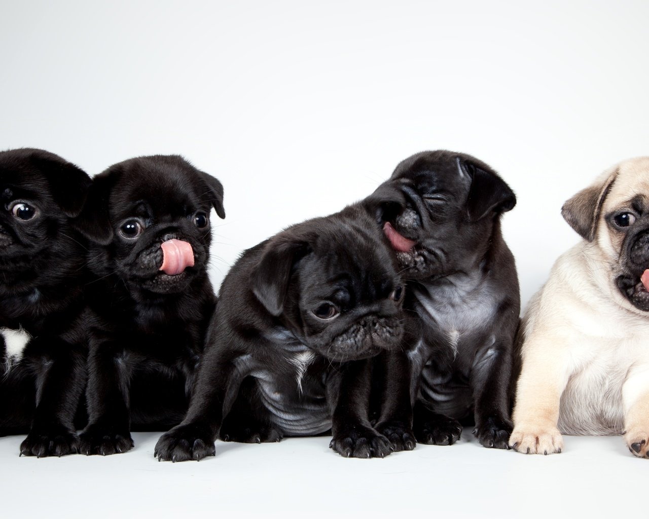 Обои щенки, милые, мопсы, puppies, cute, pugs разрешение 3700x2055 Загрузить