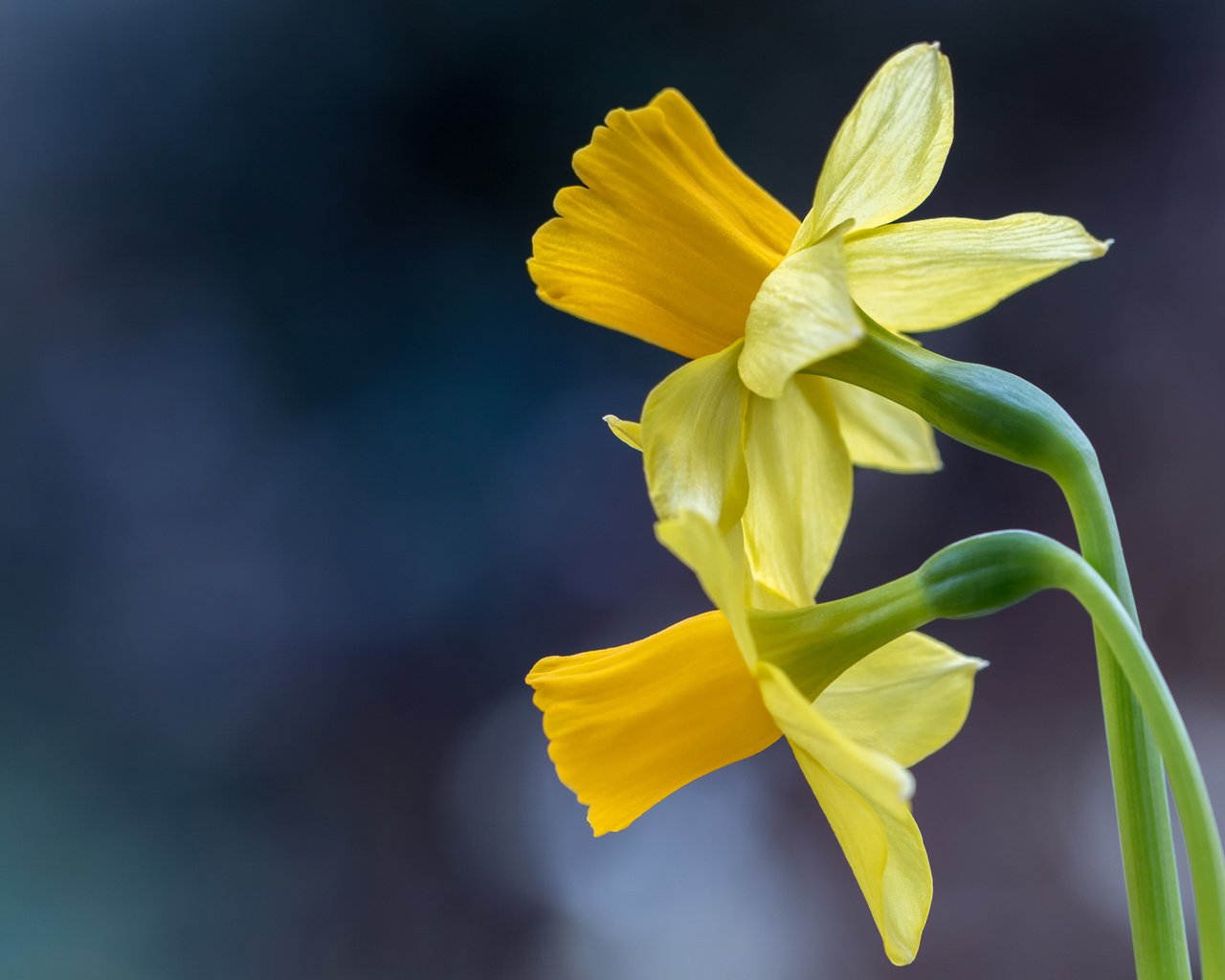 Обои макро, фон, нарциссы, дуэт, macro, background, daffodils, duo разрешение 2048x1365 Загрузить