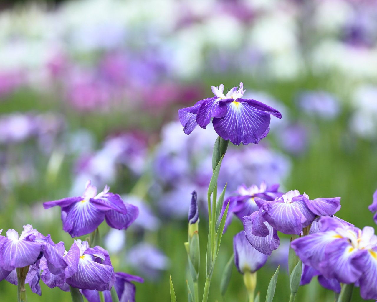 Обои макро, ирисы, боке, касатик, macro, irises, bokeh, iris разрешение 5005x3336 Загрузить