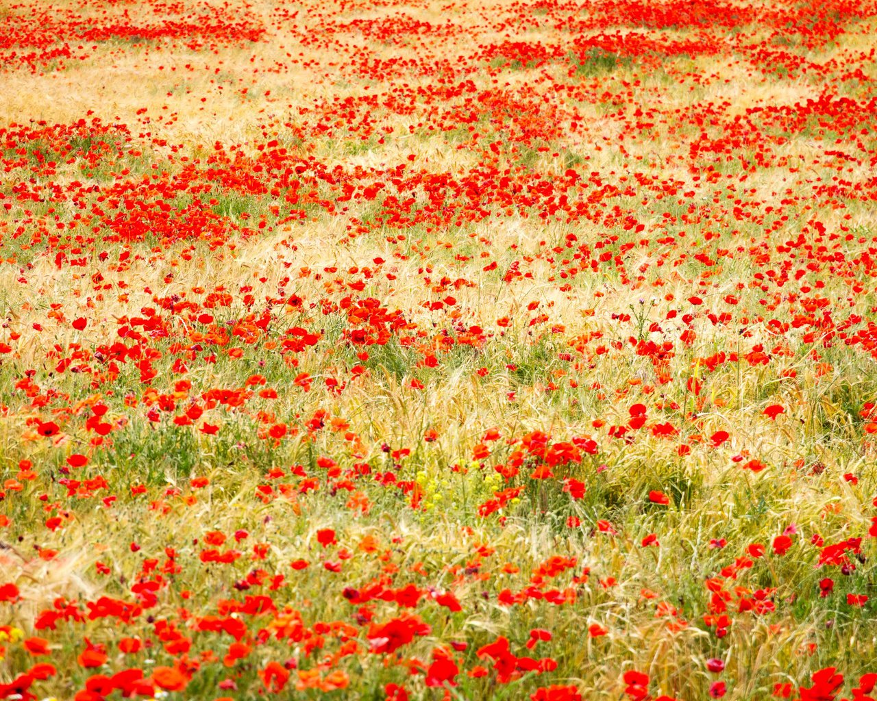 Обои трава, поле, красные, маки, grass, field, red, maki разрешение 2400x1600 Загрузить