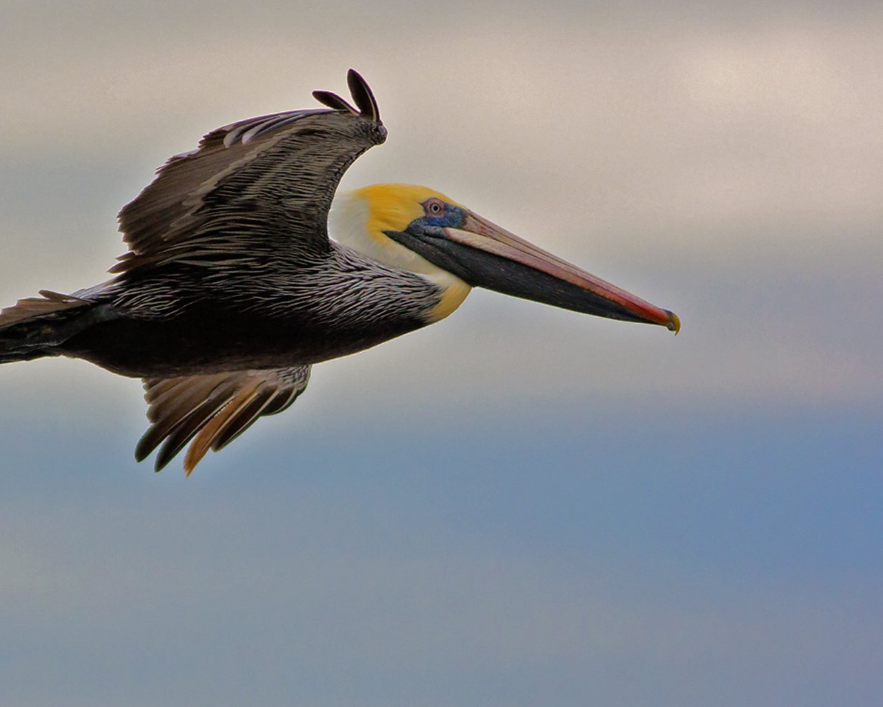 Обои полет, крылья, птица, клюв, пеликан, flight, wings, bird, beak, pelican разрешение 1920x1179 Загрузить